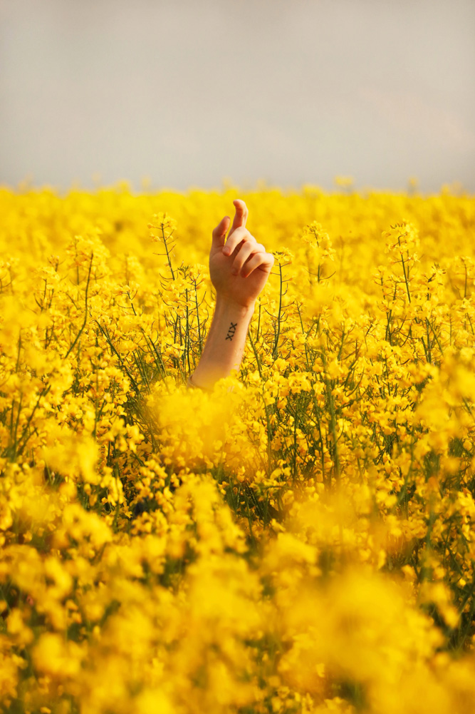 a hand sticking out of a field of yellow flowers