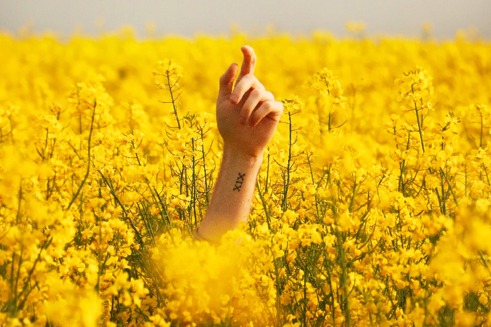 a hand sticking out of a field of yellow flowers